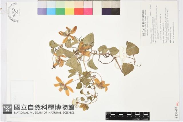 屏東鐵線蓮藏品圖，第1張