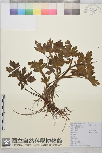 辣子草、揚子毛茛藏品圖，第1張