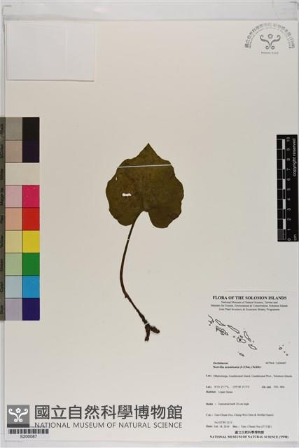 登錄號:S200087藏品圖，第1張