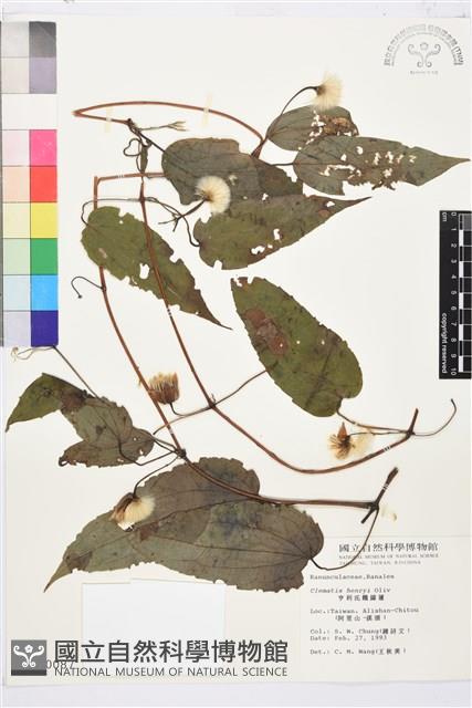 亨利氏鐵線蓮藏品圖，第2張