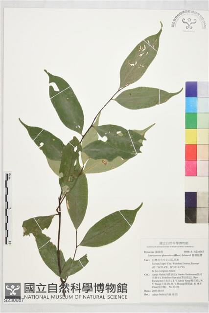 腺葉桂櫻藏品圖，第1張