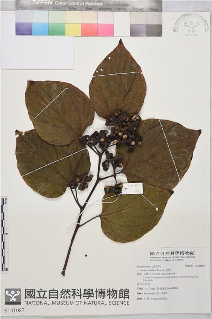 枳椇藏品圖，第1張