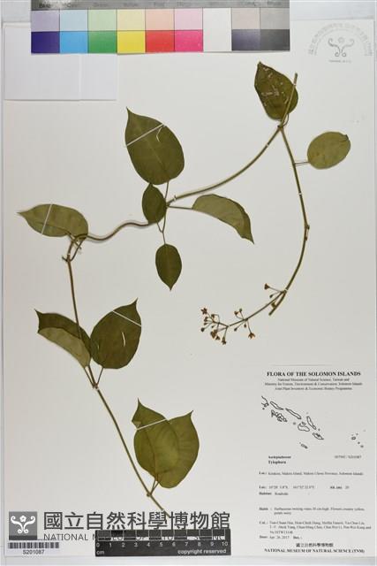 登錄號:S201087藏品圖，第1張