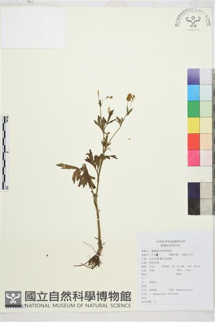 茴茴蒜藏品圖，第1張