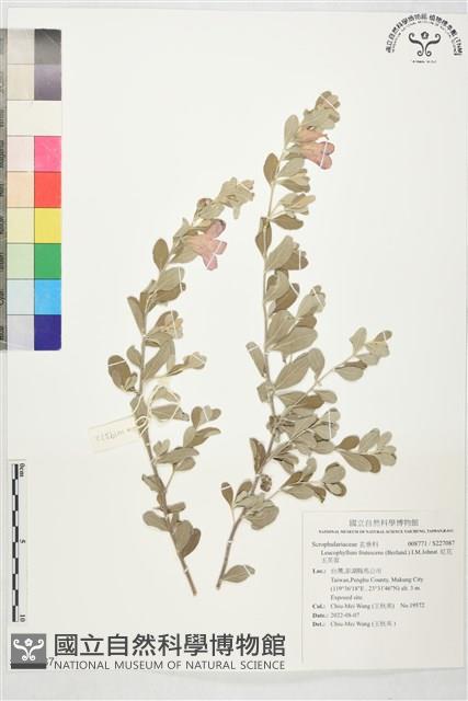 紅花玉芙蓉藏品圖，第1張