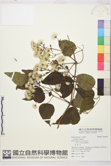 葡萄葉鐵線蓮藏品圖，第1張