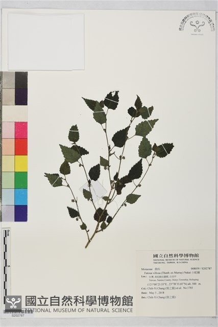 小蛇麻藏品圖，第1張