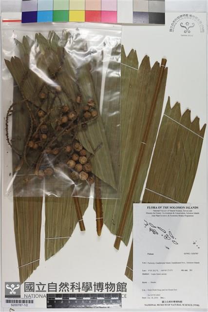 登錄號:S200787藏品圖，第1張