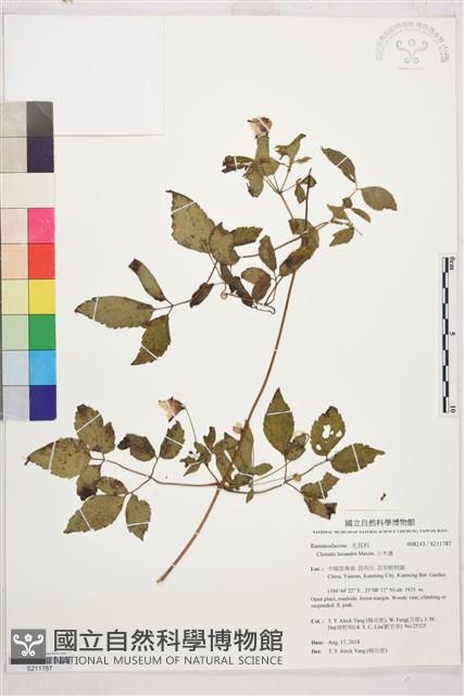 小木通藏品圖，第1張