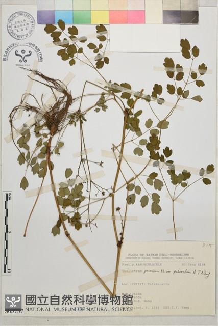 微毛爪哇唐松草藏品圖，第1張