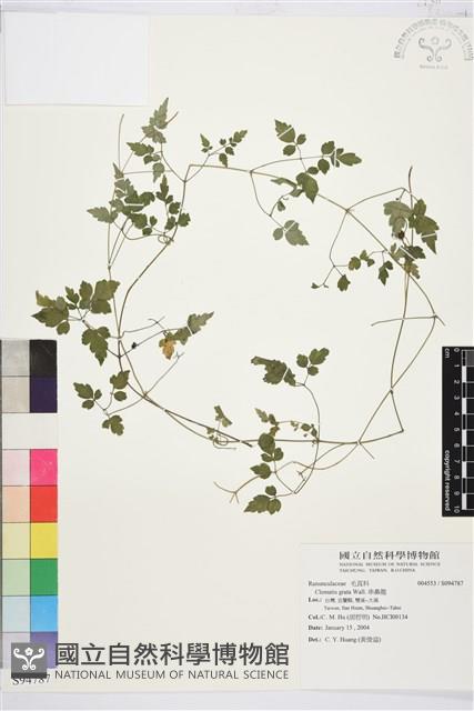 串鼻龍藏品圖，第1張