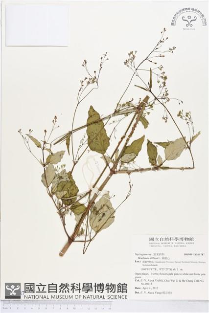 黃細心藏品圖，第1張