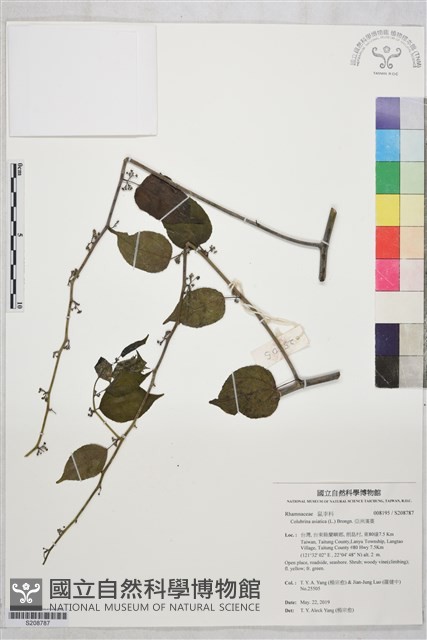 亞洲濱棗藏品圖，第1張