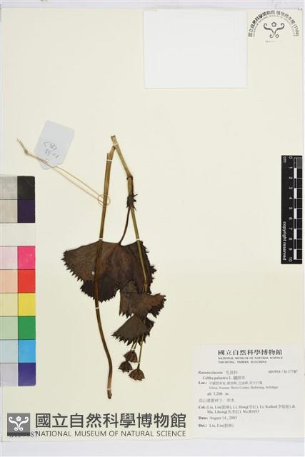 驢蹄草藏品圖，第1張