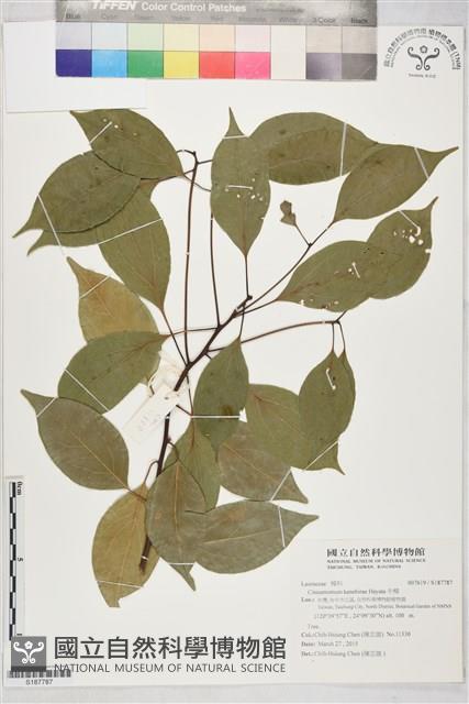 牛樟藏品圖，第1張