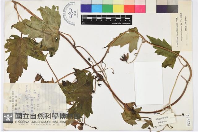 爪盔葉烏頭藏品圖，第1張