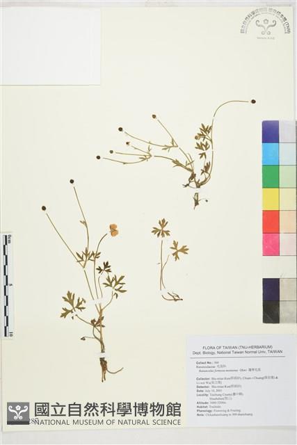 蓬萊毛茛藏品圖，第1張