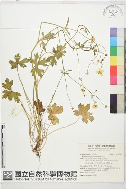 毛茛藏品圖，第1張