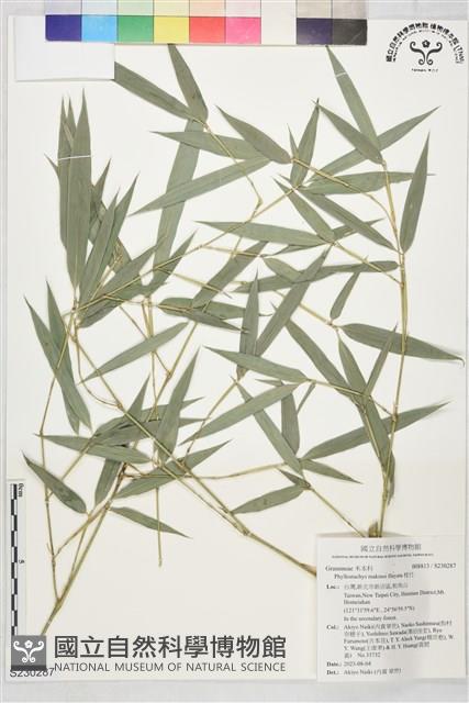 桂竹藏品圖，第1張