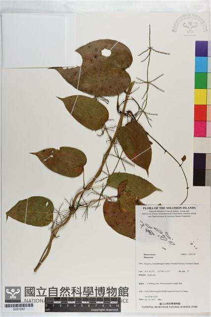 登錄號:S201287藏品圖，第1張