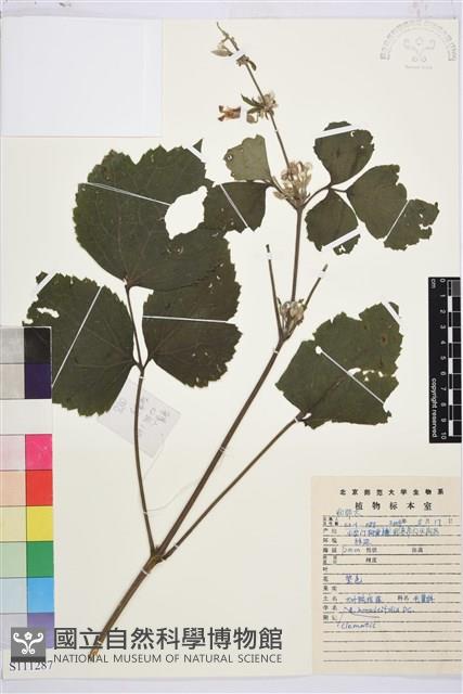 大葉鐵線蓮藏品圖，第1張