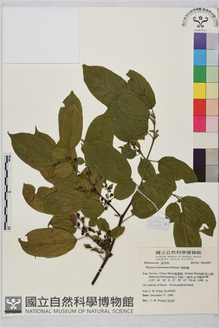 桶鉤藤藏品圖，第1張