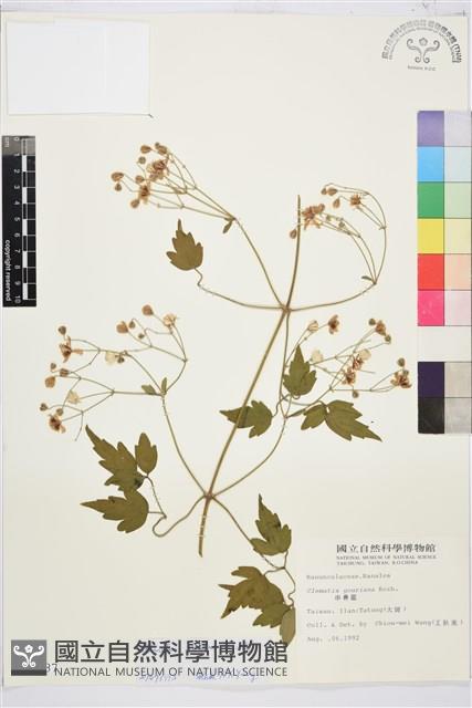 串鼻龍藏品圖，第2張