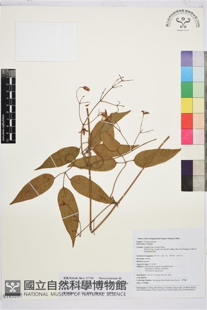 祿勸木通藏品圖，第1張