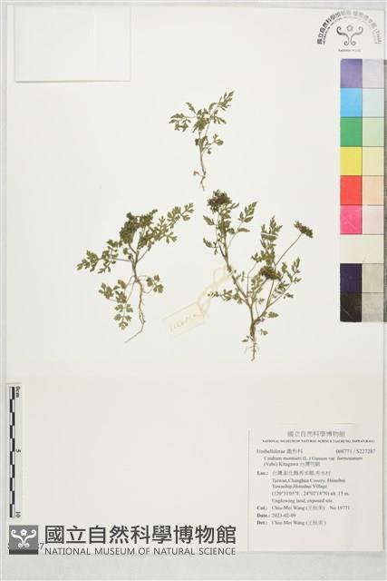 台灣芎窮藏品圖，第1張