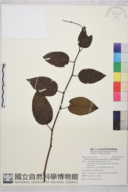 奮起湖黃鱔藤藏品圖，第1張