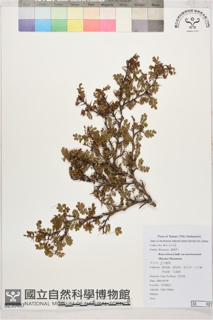 玉山野薔薇藏品圖，第1張