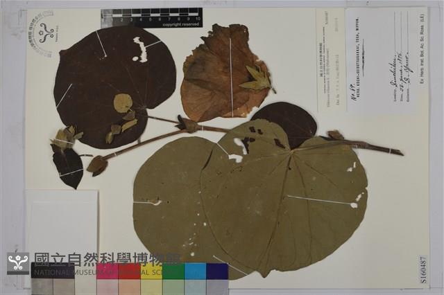 黃槿藏品圖，第1張