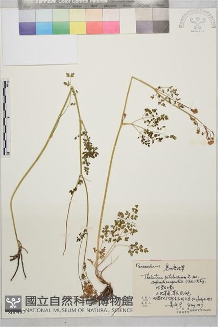 狹裂瓣蕊唐松草藏品圖，第1張