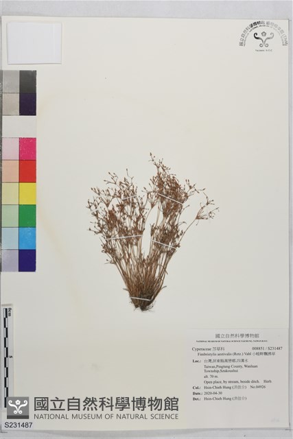 小畦畔飄拂草藏品圖，第1張