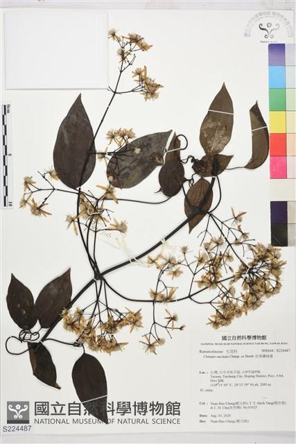 柱果鐵線蓮藏品圖，第1張