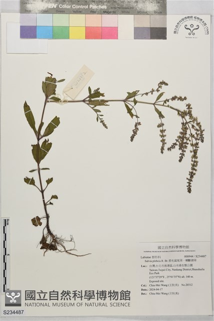 節毛鼠尾草、賴斷頭草藏品圖，第1張