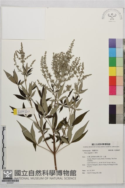 黃荊藏品圖，第1張