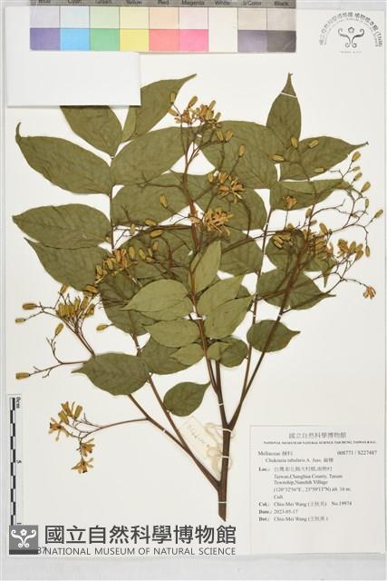 麻楝藏品圖，第1張