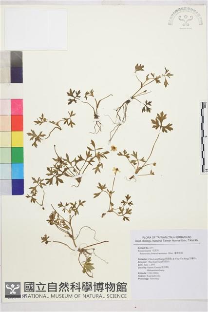 蓬萊毛茛藏品圖，第1張