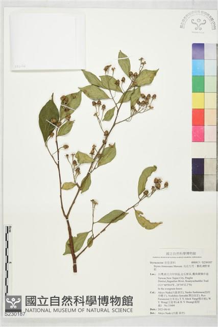 烏皮九芎、奮起湖野茉莉藏品圖，第1張