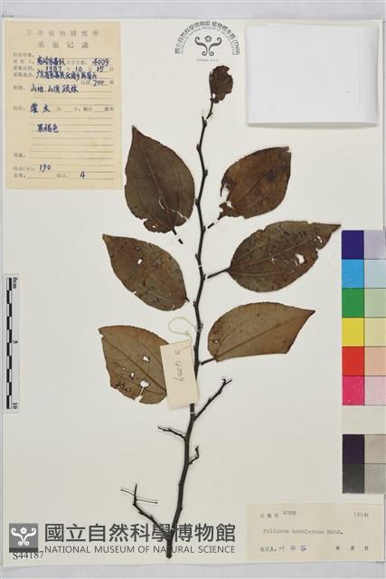 銅錢樹藏品圖，第1張