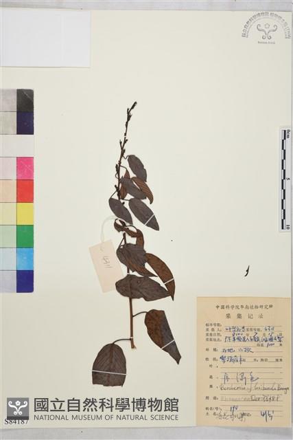 大黃鱔藤藏品圖，第1張