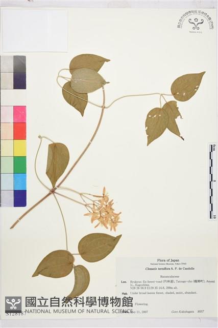 圓錐鐵線蓮藏品圖，第1張