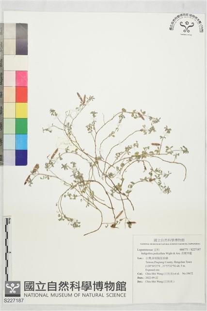 長梗木藍藏品圖，第1張