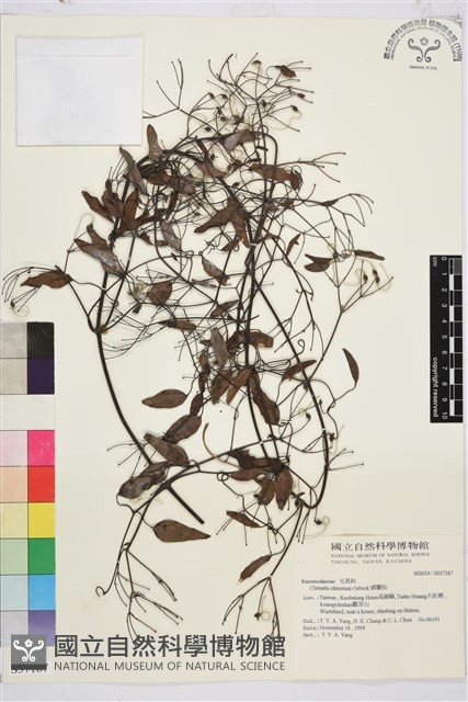 威靈仙藏品圖，第1張
