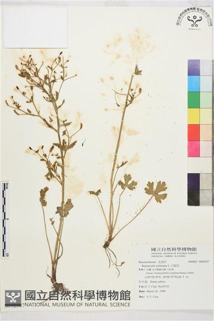 石龍芮藏品圖，第1張