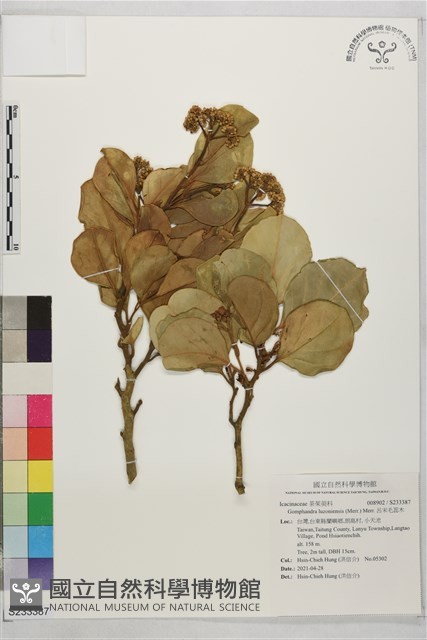 呂宋毛蕊木藏品圖，第1張