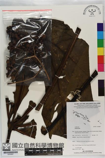 登錄號:S200887藏品圖，第1張