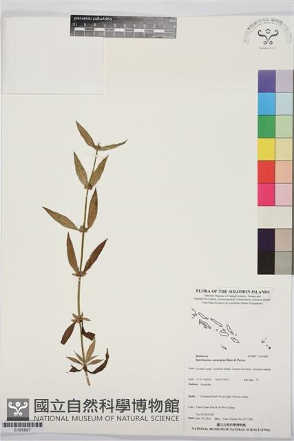 光葉鴨舌黃舅藏品圖，第1張