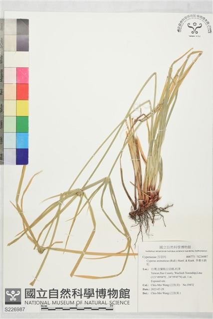 Accession Number:S226987 Collection Image